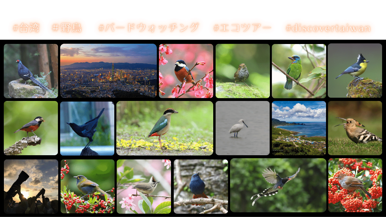 台湾の野鳥たち