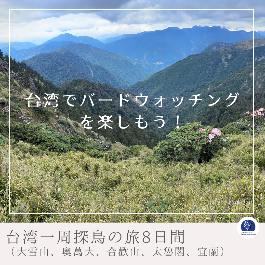 【台湾一周探鳥の旅8日間】