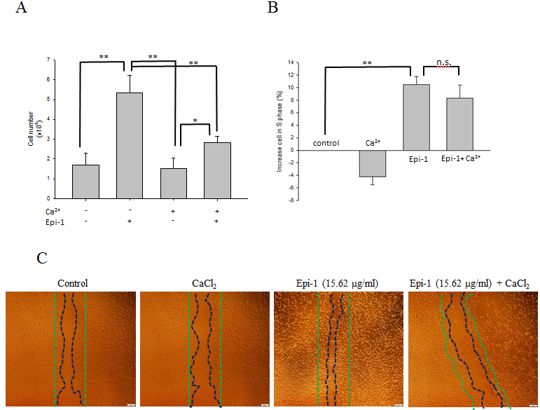 Epi-1 inhibits cell differentiation by extra cellular calcium and increases cell proliferation