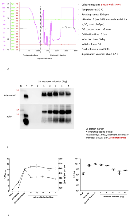 rTP4 in yeast was expressed in a bench-top fermenter under optimized conditions.