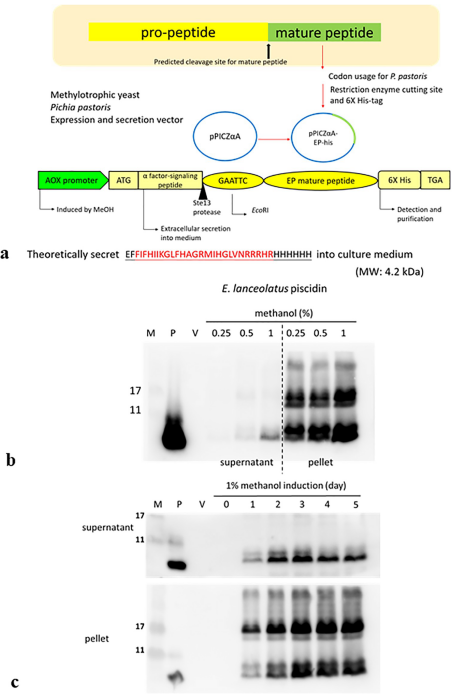 Expression of the E. lanceolatus piscidin-6×His (rEP) protein in Pichia pastoris.