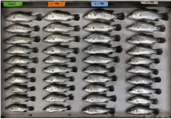 Diets supplemented with rTP4-expressing yeast enhance growth in L. calcarifer.