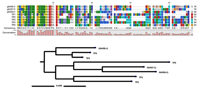 Sequence alignment of tilapia piscidins and Epinephelus lanceolatus piscidins. 