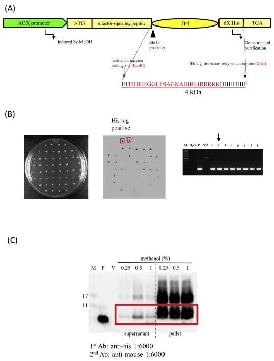 Recombinant TP4 can be expressed in yeast.