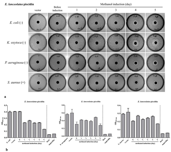 Antimicrobial activity of rEP produced in P. pastoris by flask and fermenter methods.