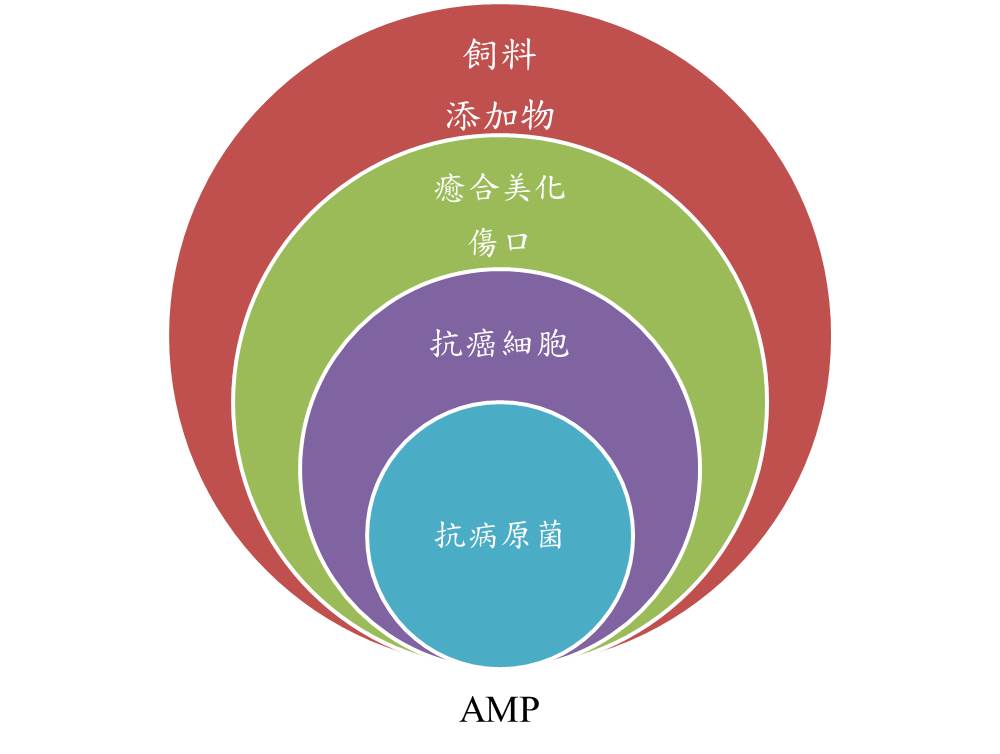 AMP多元應用。