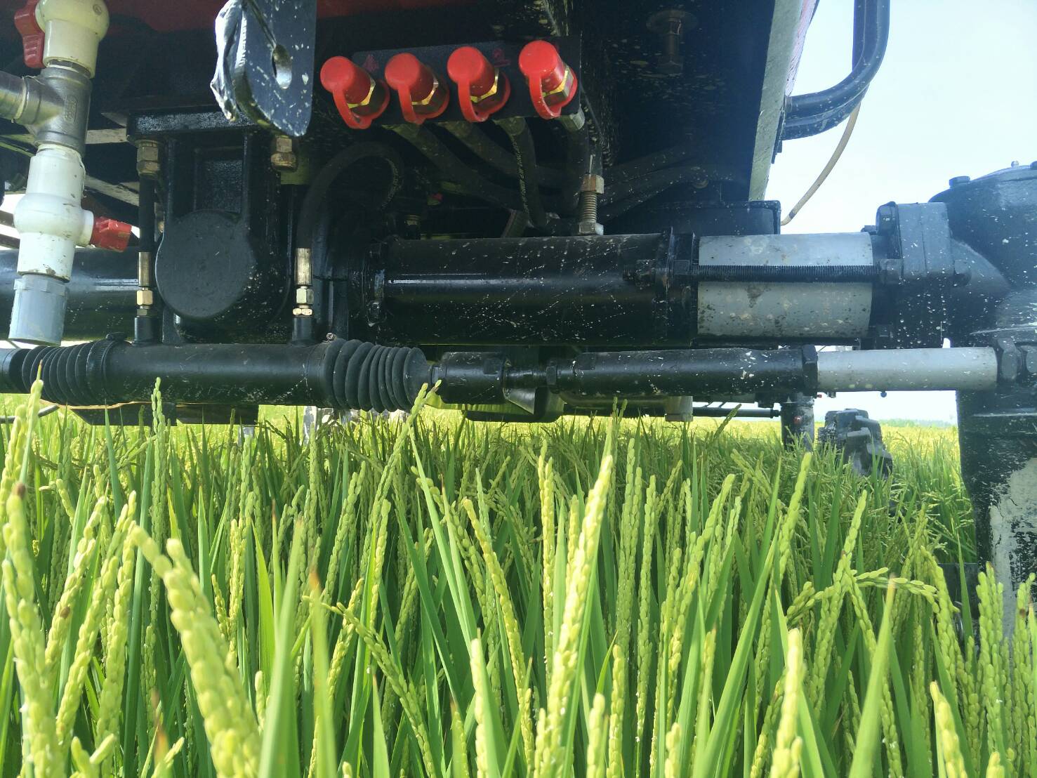噴霧車離水稻高度