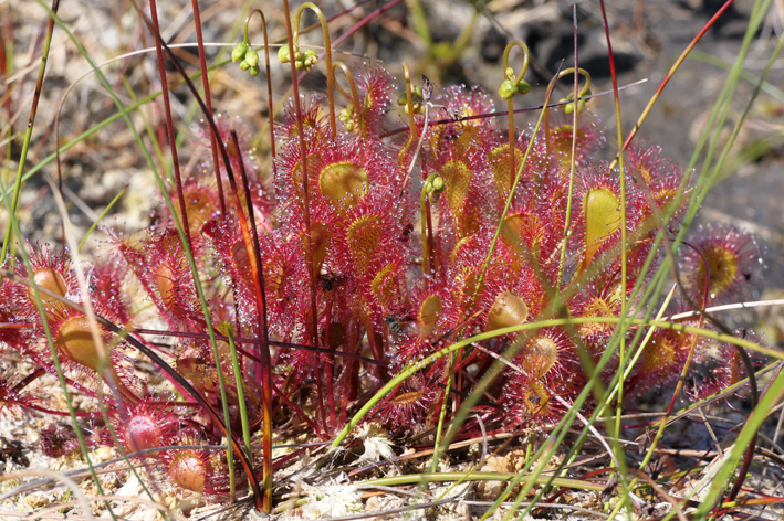 Sundew - a carnivorous plant.