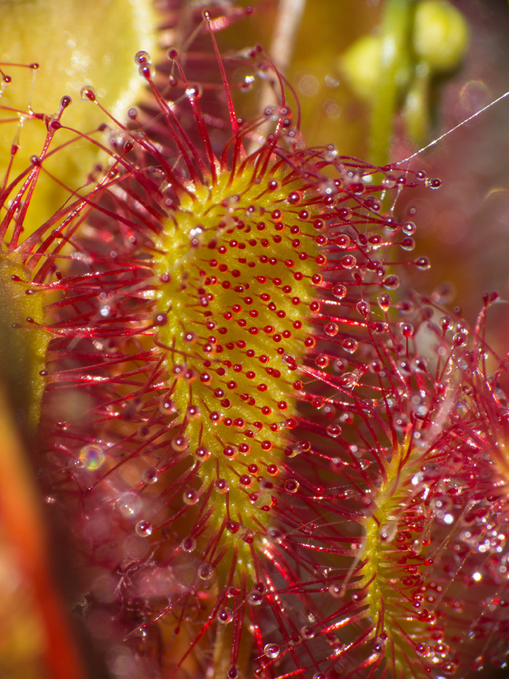 Sundew leaf - sticky tentacles