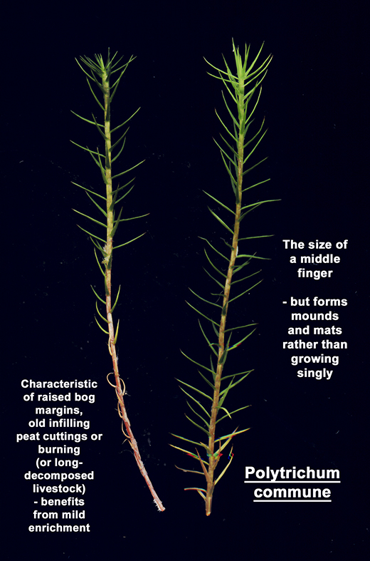 Polytrichum commune