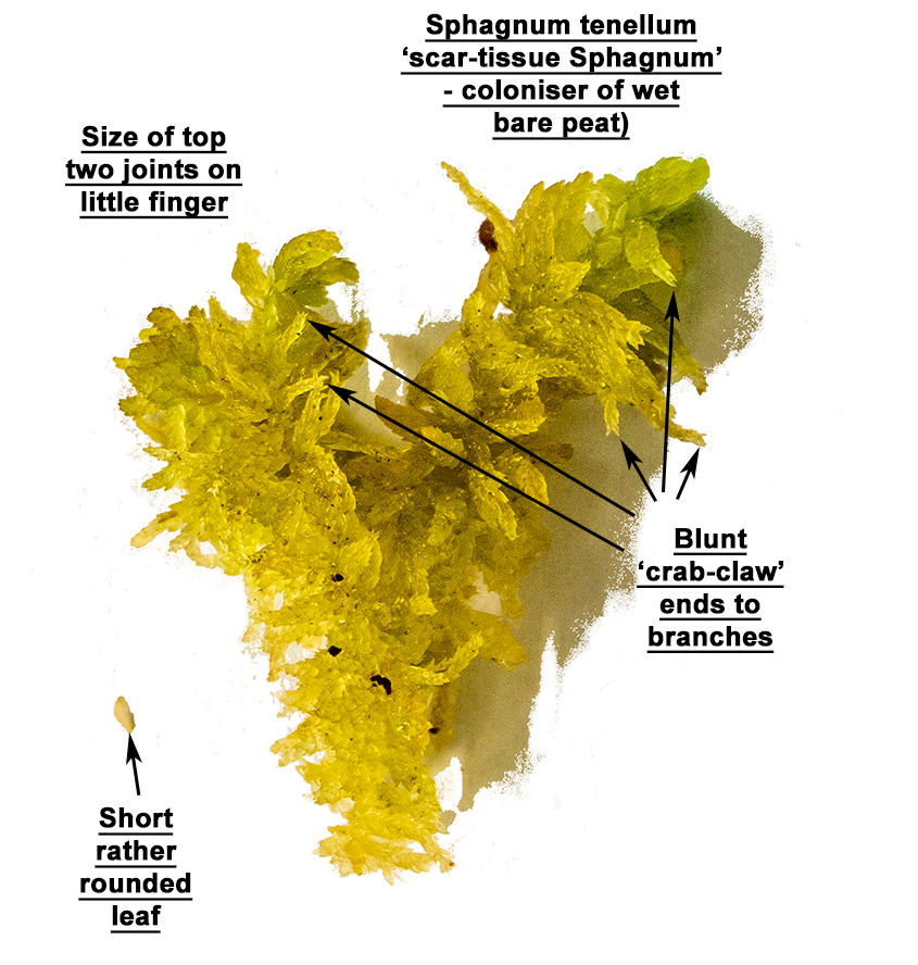 Sphagnum tenellum