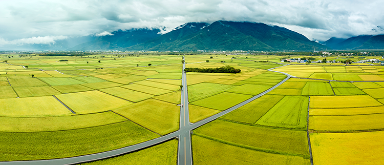 伯朗大道 Mr. Brown Avenue | 台東 |